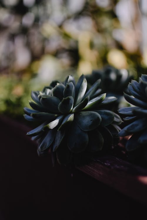 Succulents Plants in Close-up Shot