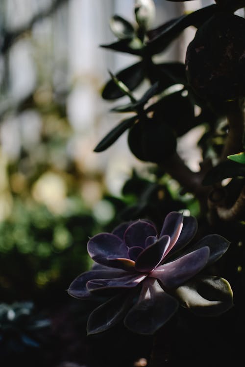 Free Purple Succulent in Bloom Stock Photo