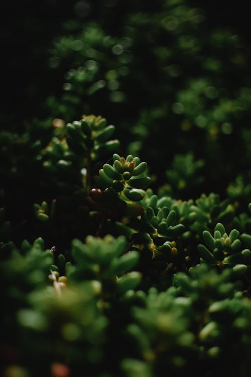 Close-up Photo of a Succulent Plant