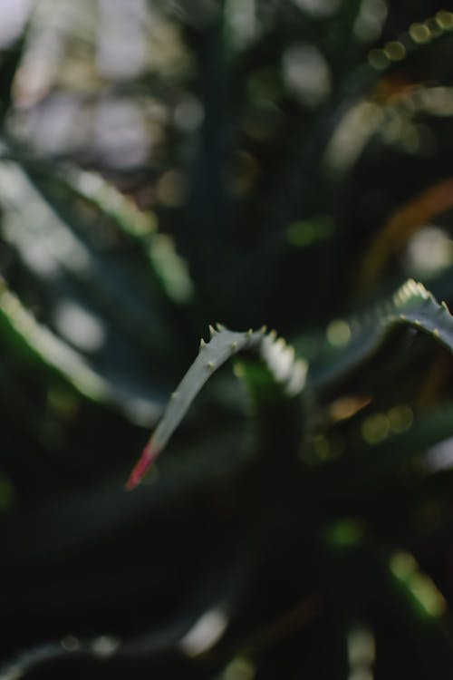 Leaves of an Aloe Vera Plant