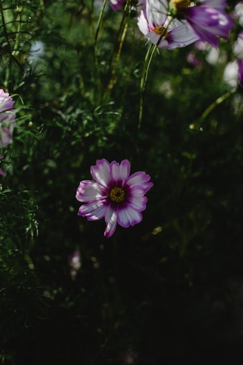 Purple Cosmos Flowers in Bloom