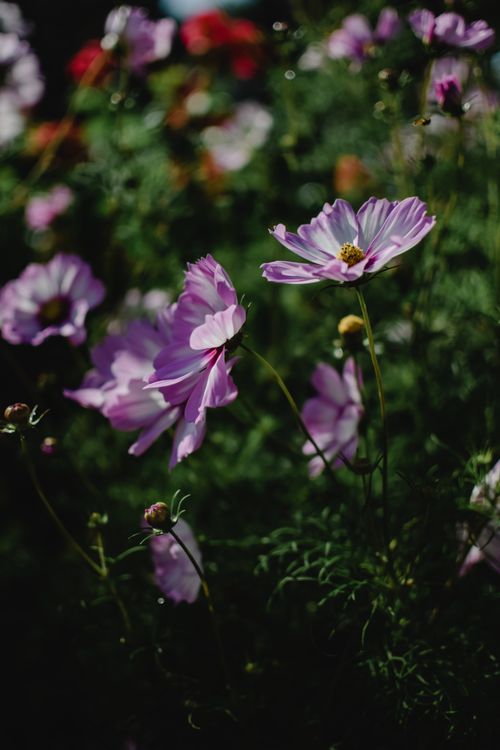 Purple Cosmos Flowers in Close-up Photography · Free Stock Photo