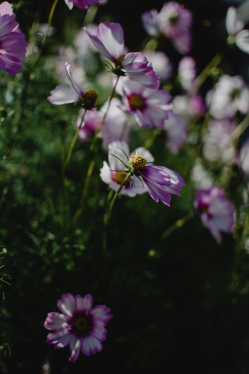 Free Close-up of blooming purple cosmos flowers in Helsinki garden, capturing stunning floral beauty. Stock Photo