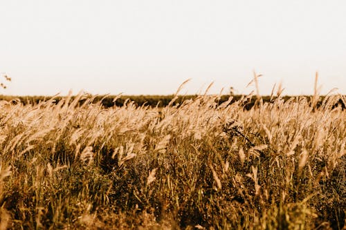 Dry grass on meadow in countryside