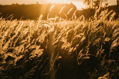 Free Dry tall grass growing on meadow near trees and plants in sunny day in countryside Stock Photo