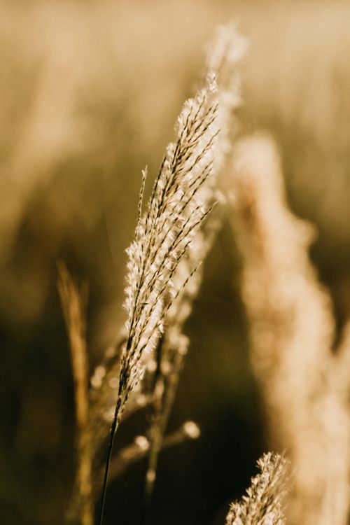 Free Tall dry grass with thick stem and plants on lawn growing in countryside in sunny day Stock Photo