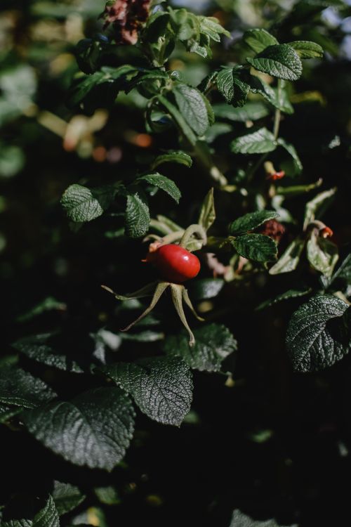 Free Close-up of a ripe rose hip on a lush plant in a Helsinki garden during summer. Stock Photo