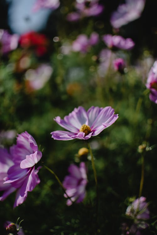 Close-up Photo of Purple Flowers