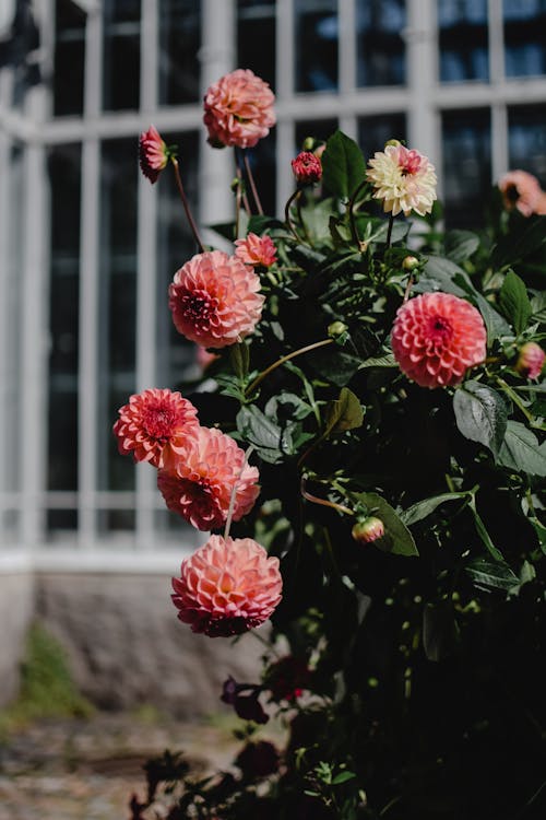 無料 ダリア, ピンクの花, フラワーズの無料の写真素材 写真素材