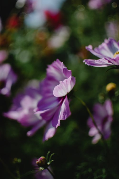 Darmowe zdjęcie z galerii z fioletowe kwiaty, fotografia kwiatowa, kosmos