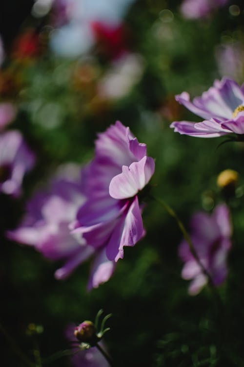 Purple Flowers in Bloom