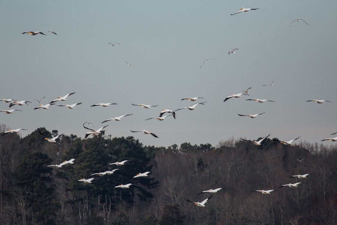 Flock Def Flock of birds soaring above dry trees · Free Stock Photo