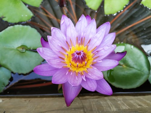 Close Up Photo of Purple Lotus Flower