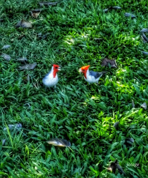 Fotobanka s bezplatnými fotkami na tému vegetácia, vtáky