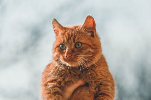 Close-Up Shot of an Orange Tabby Cat 