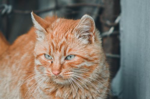 Free A detailed close-up photograph of a fluffy orange tabby cat with striking whiskers. Stock Photo