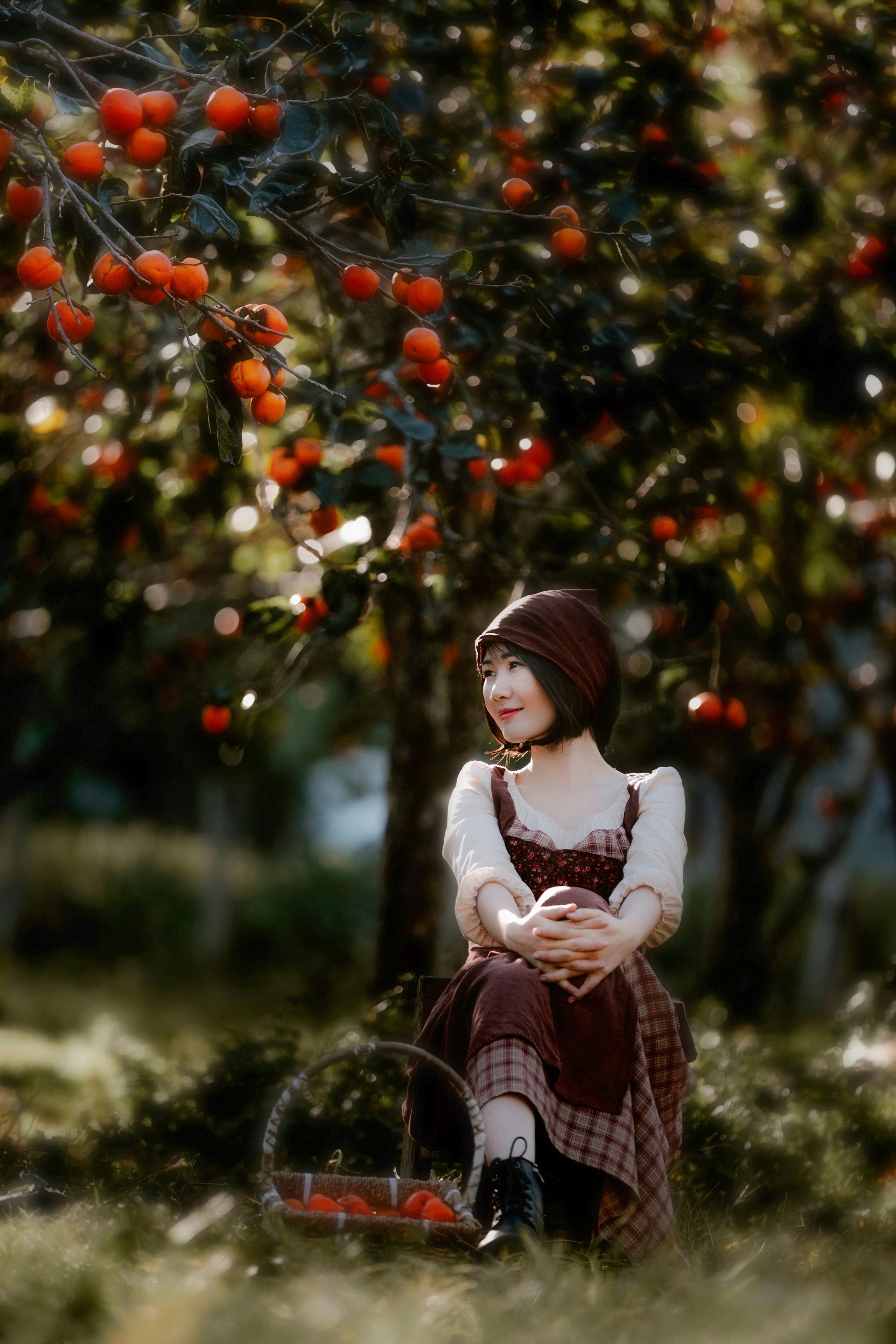A woman in traditional attire picks persimmons in a lush orchard in Dalat, Vietnam.