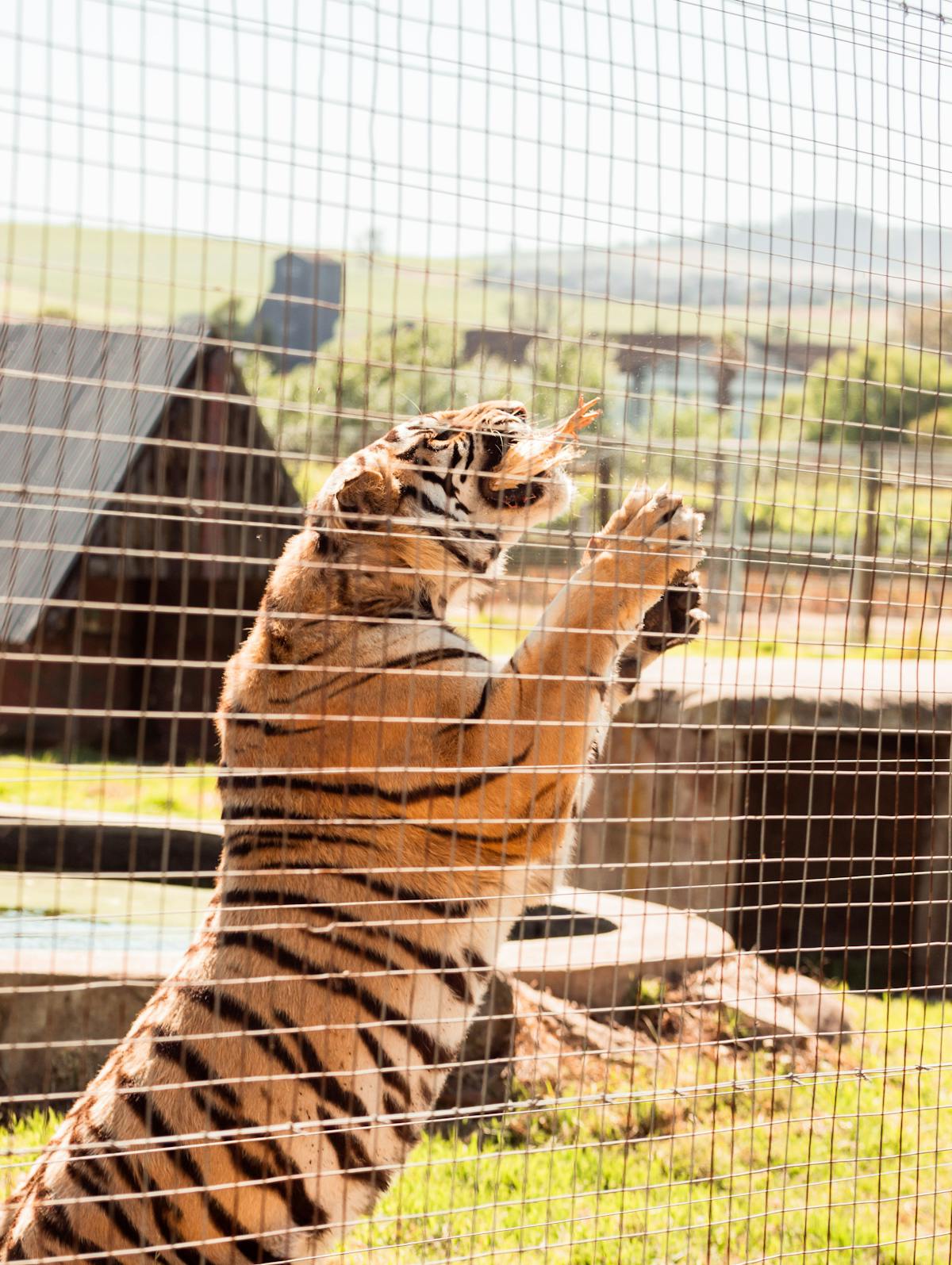 Stacked glass meal prep containers filled with grains, vegetables, and proteins