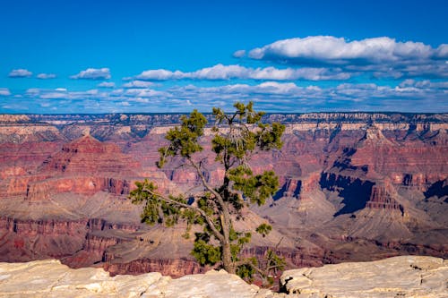 Single Tree against Canyon