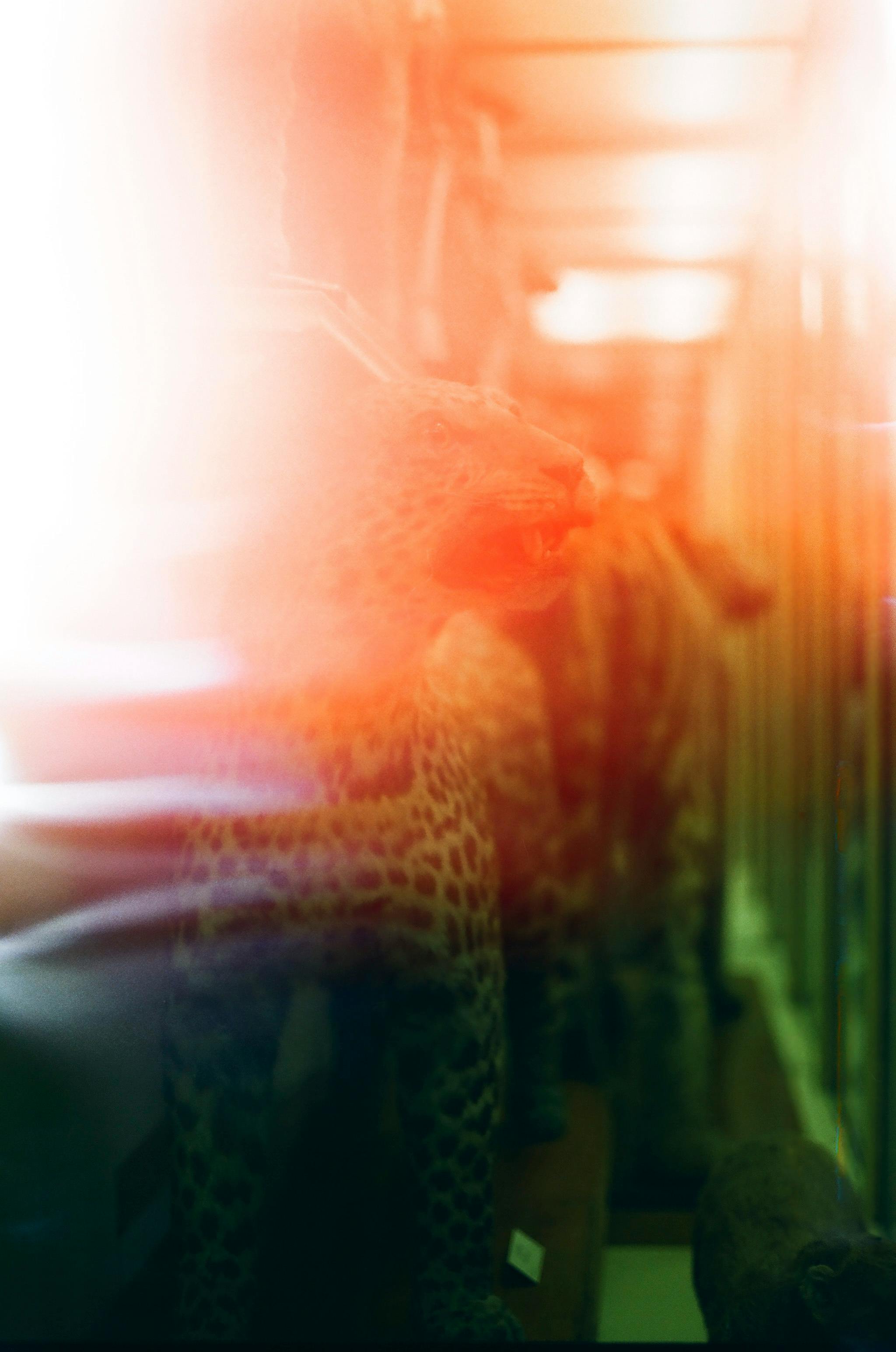 Sssniperwolf Leaked Photos, Download The BEST Free Sssniperwolf Leaked Stock Photos & HD Images