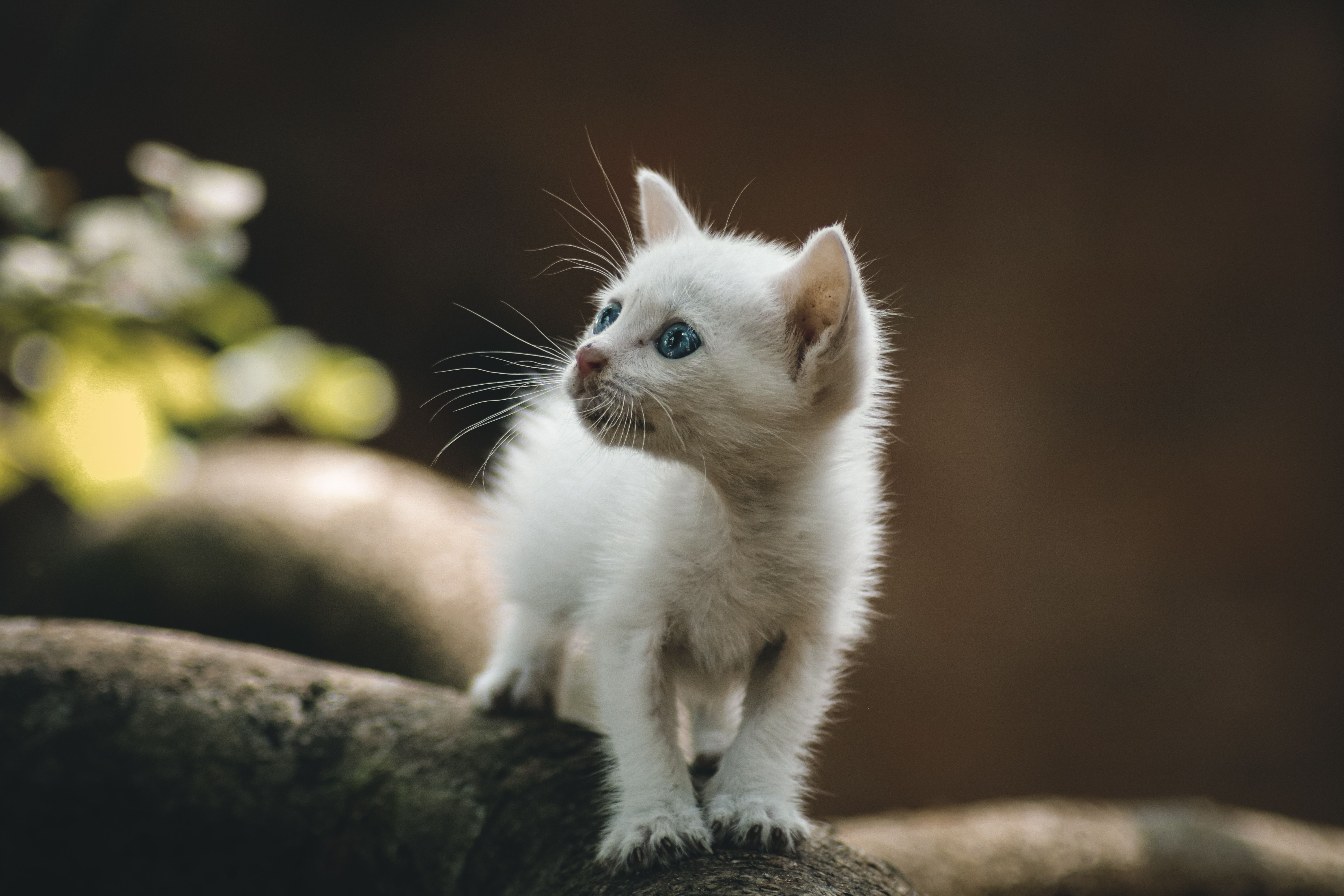 White Kitty Cat on the Rock · Free Stock Photo