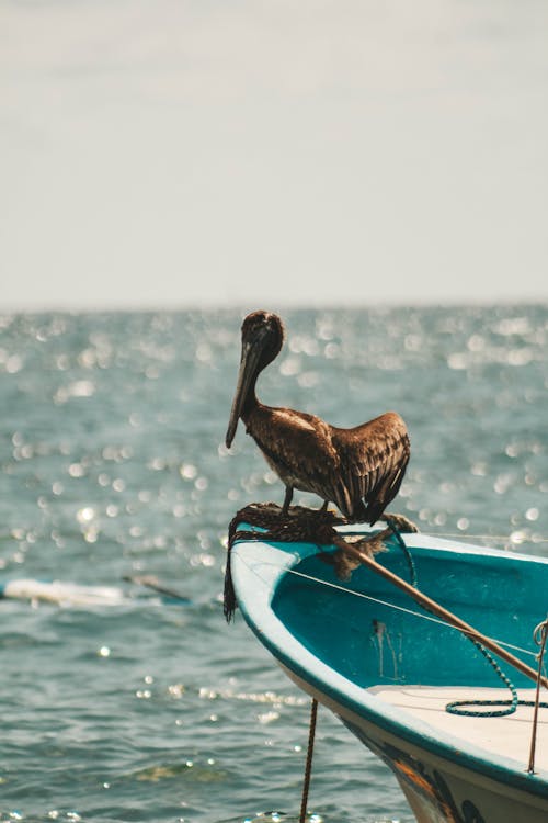 A Brown Pelican Perched on a Boat