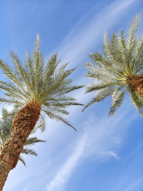 Gratis arkivbilde med himmel, lav-vinklet bilde, palmetrær