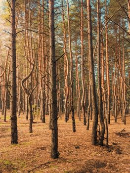 Scenery of coniferous tall pines with green foliage growing in dense woodland in wildlife