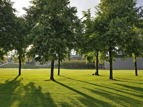Бесплатное стоковое фото с деревья, зеленый, обои