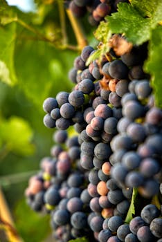 Close-up of ripe black grapes clustered on vines, showcasing viticulture in Friedelsheim, Germany.