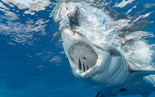 Free Dangerous shark with sharp teeth hunting in clean transparent water of vast blue ocean Stock Photo