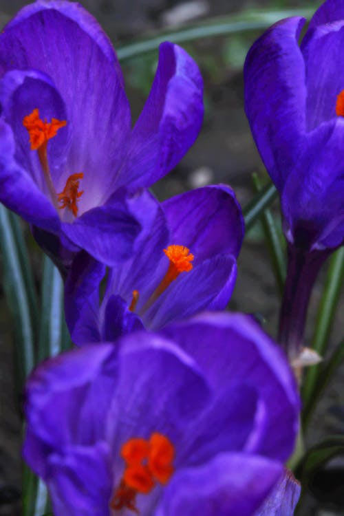 Foto stok gratis berbunga, bunga ungu, crocus