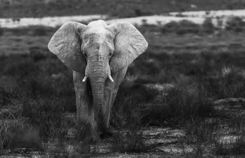 Fotos de stock gratuitas de blanco y negro, campo de hierba, elefante