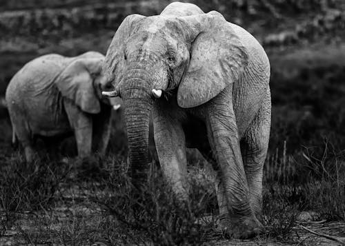 Photos gratuites de champ d'herbe, échelle des gris, éléphants