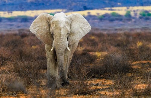 Fotos de stock gratuitas de campo de hierba, elefante, fauna