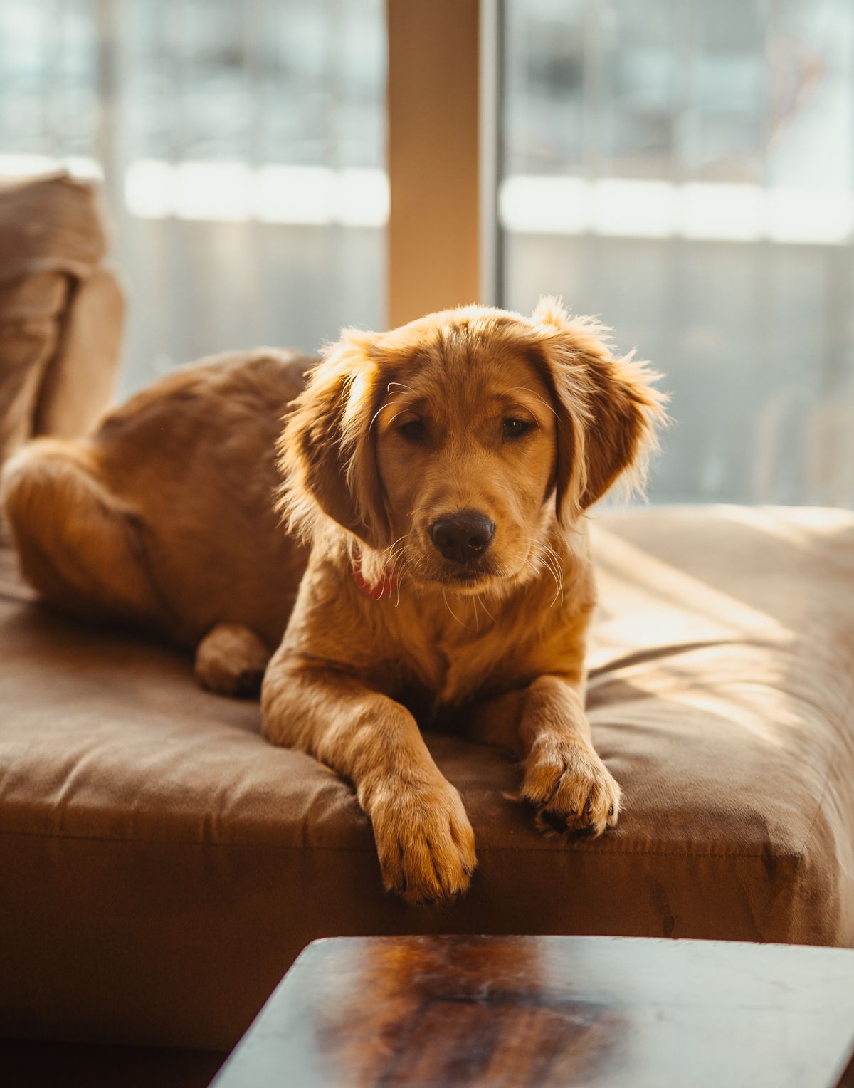Golden retriever relaxing on a cozy couch indoors