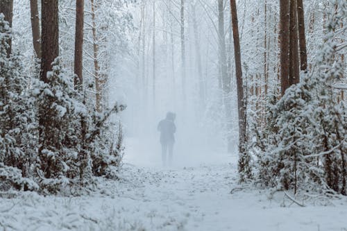 Gratis arkivbilde med person, skog, snø Arkivbilde