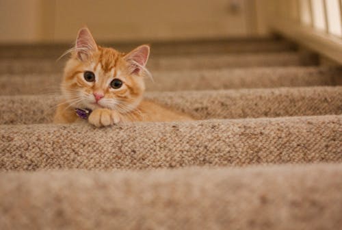 灰色の階段の上のオレンジ色のぶち猫