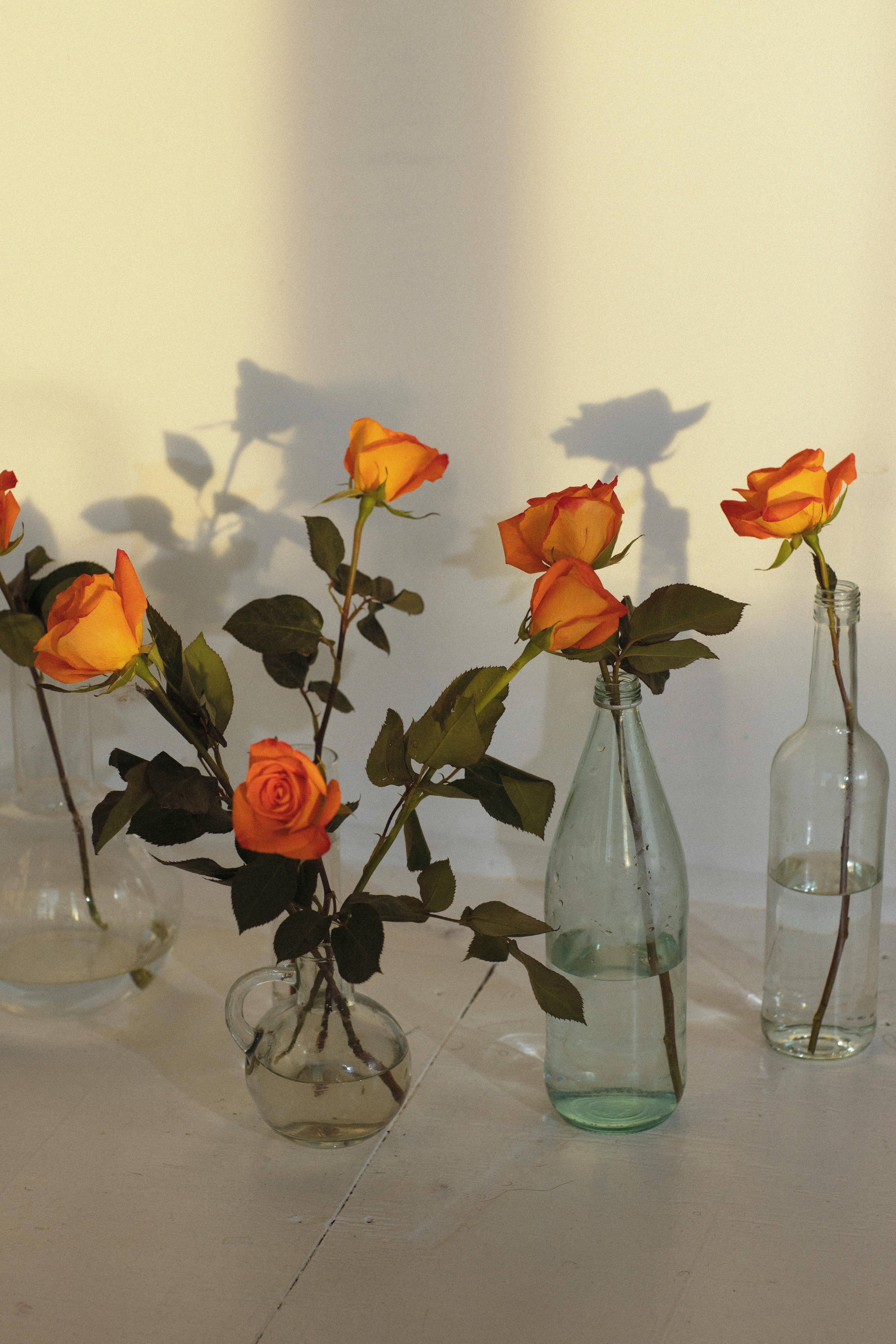blossoming roses in vases with aqua on floor