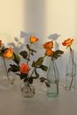 Colorful blooming flowers with gentle petals and thin stems in vases with water against wall with shadows
