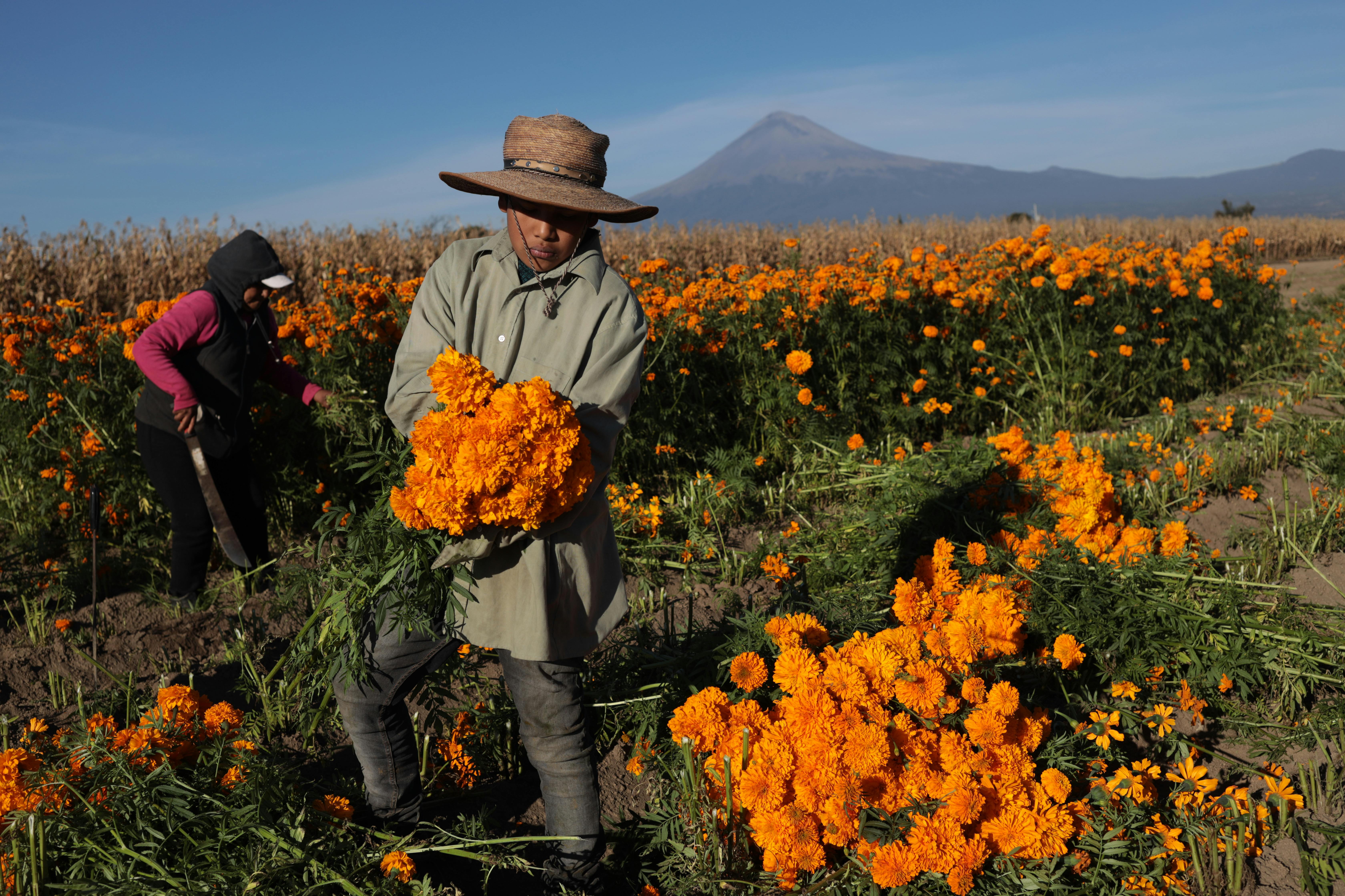 People Harvesting Flowers · Free Stock Photo