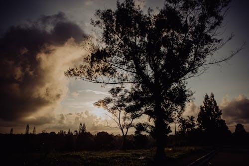 Безкоштовне стокове фото на тему «дерево, Захід сонця, Світанок»