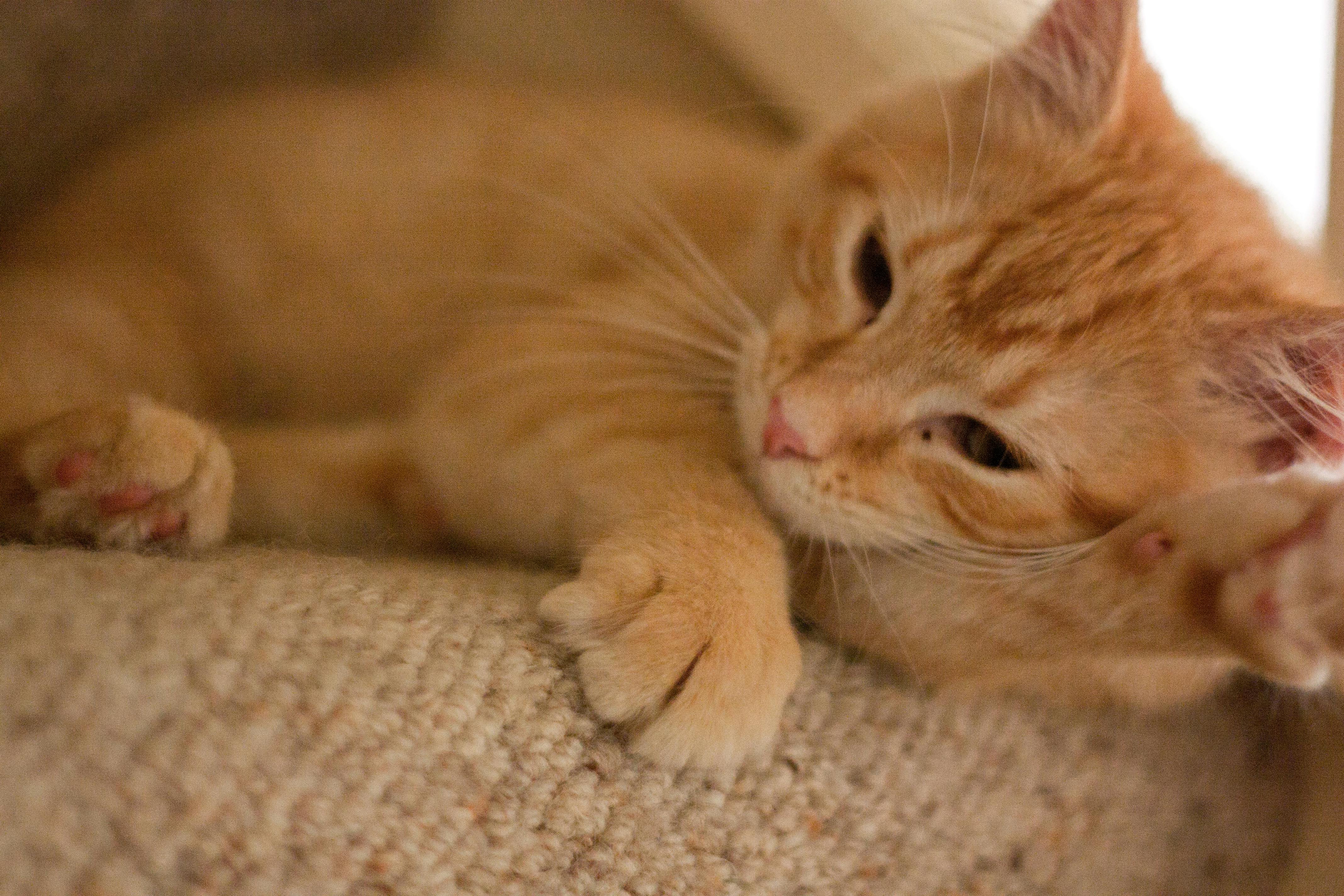 Orange Tabby Cat · Free Stock Photo