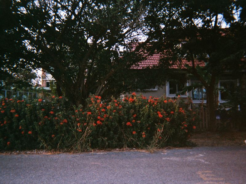 Front yard with flowers