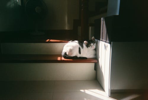 無料 インドア, かわいらしい, ネコの無料の写真素材 写真素材
