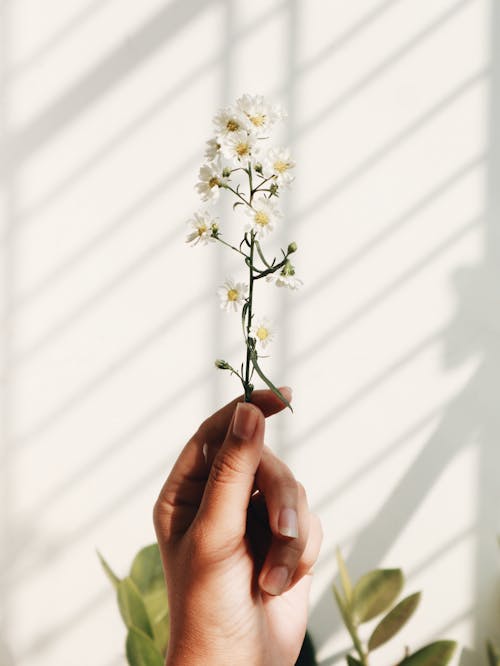 Free Close-Up Shot of a Person Holding White Flowers Stock Photo