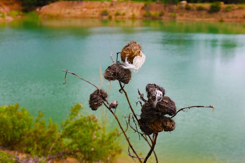 Foto d'estoc gratuïta de fotografia de natura