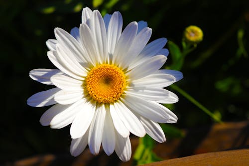 Free stock photo of flower, nature photography, white daisy