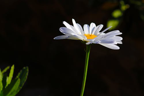 Kostenloses Stock Foto zu blume, naturfotografie, weiße gänseblümchen