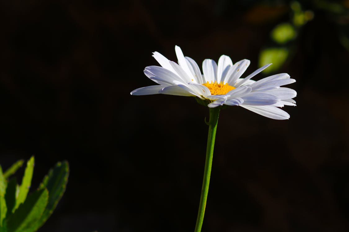 Free stock photo of flower, nature photography, white daisy